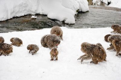 Panoramic view of sheep on snow