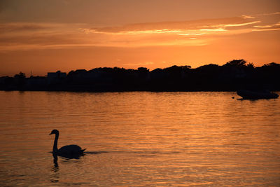 Silhouette swan swimming on lake against sky during sunset
