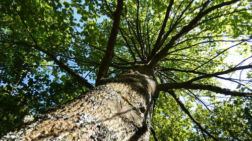 Low angle view of tree against sky