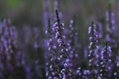 Close-up of purple flowering plants on field
