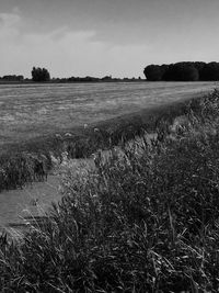 Scenic view of grassy field against sky