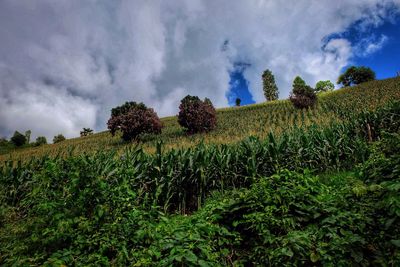 Scenic view of agricultural field against cloudy sky