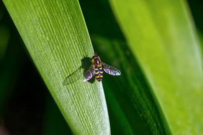 Close-up of insect on leaf