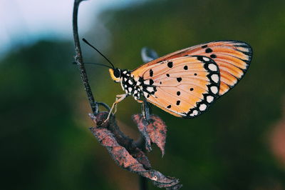 Butterfly on flower