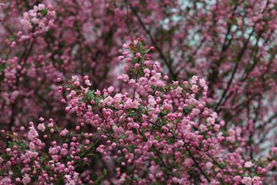 Pink flowers blooming on tree