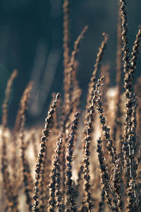 Close-up of plant against blurred background