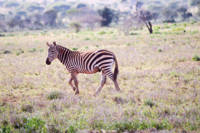 Zebra walking on grassy field by mountains