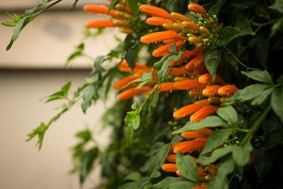 Close-up of orange flowering plant