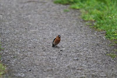 Close-up of chaffinch on path