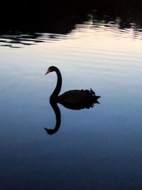 Close-up of silhouette duck swimming on lake