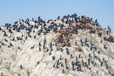 Low angle view of rocks on field against clear blue sky