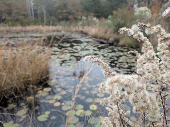 Close-up of plants growing on land