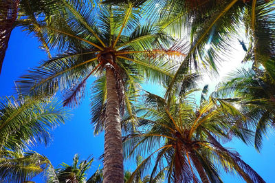 Low angle view of palm tree against blue sky