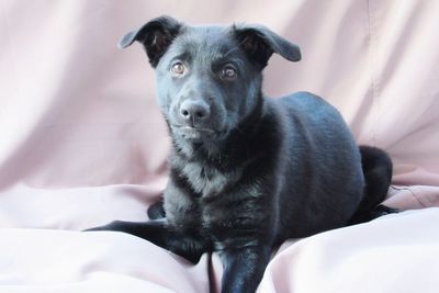 Portrait of dog relaxing on bed