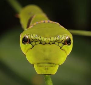 Close-up portrait of a green leaf