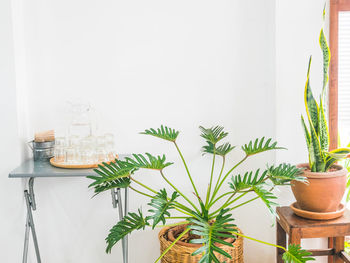 Potted plants on table against wall