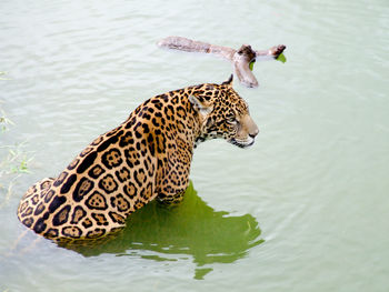 Giraffe in lake