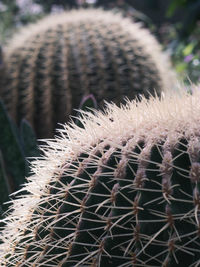 Close-up of cactus plant