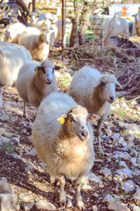 Sheep in a field