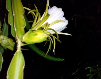 Close-up of flower against blurred background