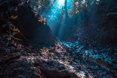 Trees in forest