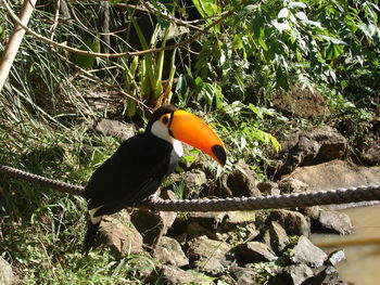 Close-up of bird perching on tree