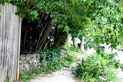 Plants and trees in park