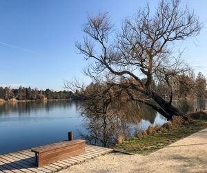 Bare tree by lake against sky