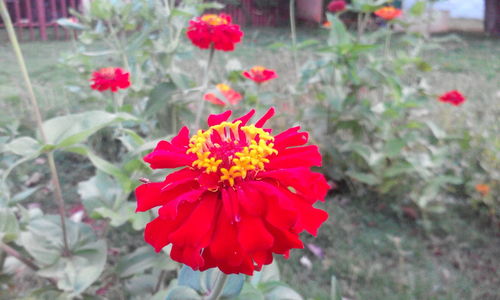 Close-up of red flower blooming outdoors