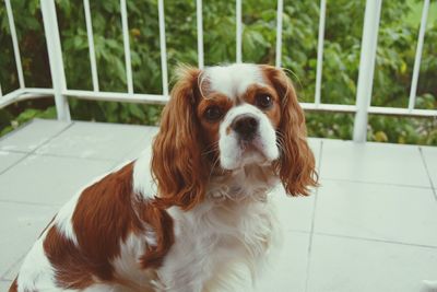 High angle portrait of cavalier king charles spaniel sitting in balcony