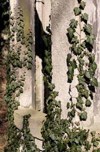 Close-up of ivy plants