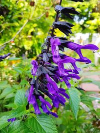 Close-up of purple flowering plant