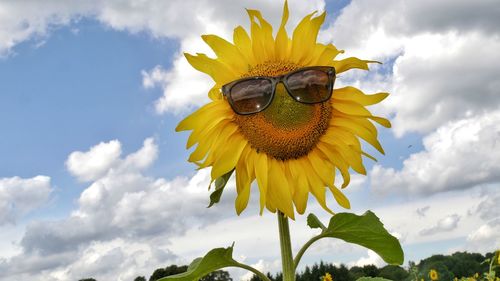 Close-up of sunglasses on sunflower against sky