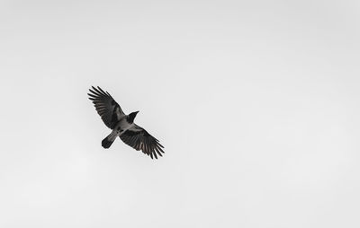 Low angle view of bird flying