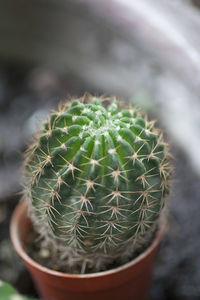 Close-up of cactus plant