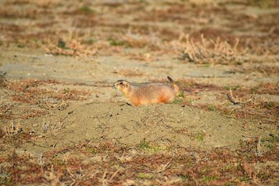 Prairie dog genus cynomys ludovicianus broomfield colorado denver boulder. united states.