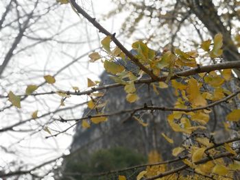 Low angle view of flower tree against sky