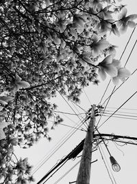 Low angle view of flower tree against sky