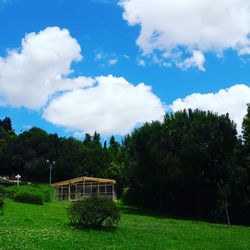 Trees on grassy field