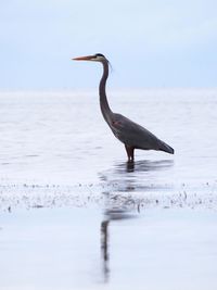 Gray heron in sea