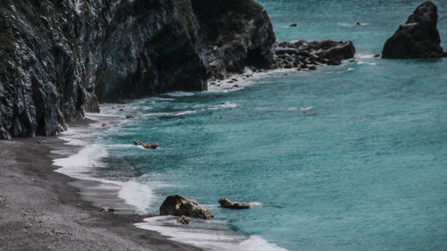 Ducks swimming in sea