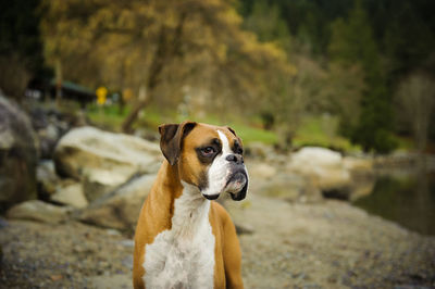 View of dog by rocks