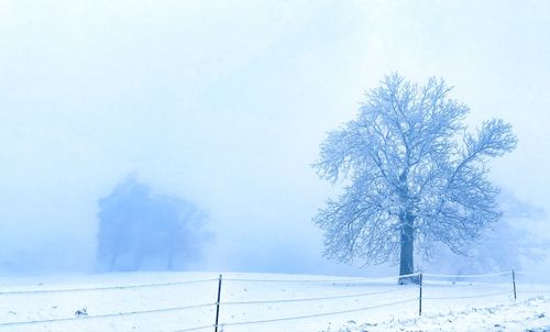 Trees on snow covered field against sky