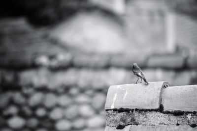 Close-up of bird perching on retaining wall