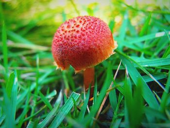 Close-up of mushroom growing on field