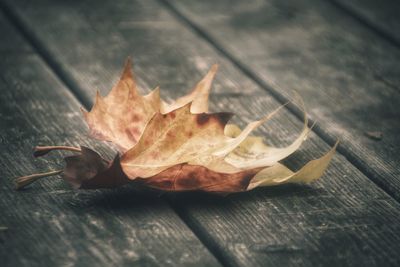 Close-up of autumn leaf on wooden table