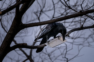 Close-up of raven with bird feeder perching on bare tree