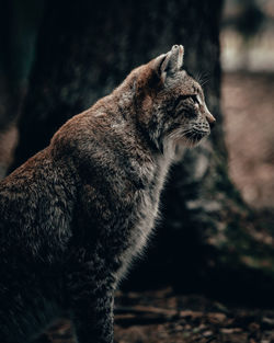 Close-up of a cat looking away