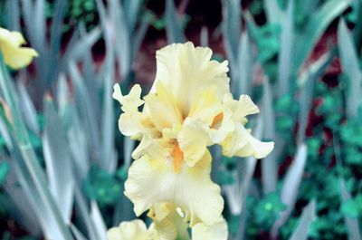Close-up of white daffodil