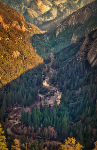 Scenic view of trees in forest